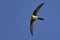 Alpine swift, Greece