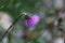 Alpine thistle (Carduus defloratus)