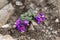 Alpine toadflax Linaria alpina