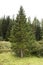 Alpine tree forest on the mountain in Samnaun