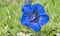 Alpine trumpet gentian, close-up flower