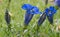 Alpine trumpet gentian, field of flowering plants