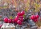 Alpine tundra cranberries Vaccinium vitis-idaea