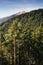 Alpine valley high coniferous forest in spring
