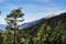 Alpine valley high coniferous forest in spring