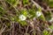 Alpine vegetation, flowering mountains