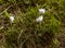 Alpine vegetation, flowering mountains