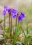 Alpine vegetation, flowering mountains