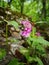Alpine vegetation: Ortiga ftida Lamium maculatum L. L.