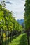 Alpine vineyard in valle di blenio, Switzerland