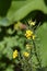 Alpine Wallflower Golden Gem