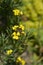 Alpine Wallflower Golden Gem