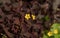 Alpine Wallflower yellow flowers - Latin name - Erysimum Golden Gem