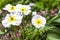 Alpine white poopy flower blooming in spring garden, selective focus