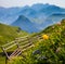 Alpine Wild Flowers