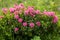 Alpine wild flowers Rhododendron Hirsutum