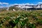 Alpine wild flowers and snow capped mountains.