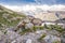 Alpine Wild Ibex Pausing in front of High Altitude Lake and Iconic Mont-Blanc Moutain