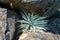 Alpine wild plant with silver leaves growing between mountain rocks