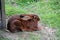 Alpine Wild Rabbit in grass