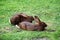 Alpine Wild Rabbit in grass