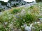 Alpine wild rock garden with blue earleaf bellflower (Campanula cochleariifolia)