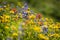 Alpine Wildflowers