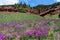 Alpine wildflowers along the San Juan Skyway