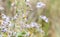 Alpine Wildflowers in an Alpine Meadow in Colorado