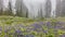 Alpine Wildflowers in the Fog