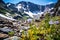 alpine wildflowers growing near glaciers edge