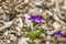 Alpine Wood Cranesbill  geranium sylvaticum  spring flower