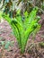 Alpine wood fern