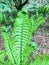 Alpine wood fern