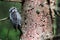 Alpine Woodpecker on a tree found in the forest (alto adige)