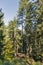 Alpine woods in Western Carinthia, Austria.