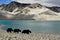 Alpine yaks drinking water in the Baisha Lake of Bulunkou Reservoir in southern Xinjiang