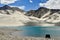 Alpine yaks drinking water in the Baisha Lake of Bulunkou Reservoir in southern Xinjiang