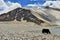 Alpine yaks drinking water in the Baisha Lake of Bulunkou Reservoir in southern Xinjiang