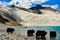 Alpine yaks drinking water in the Baisha Lake of Bulunkou Reservoir in southern Xinjiang