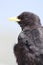 Alpine yellow billed chough on a rock