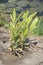 Alpinia galanga plants in nature garden