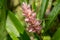 Alpinia Purpurata in Bloom