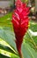 Alpinia Purpurata Flower