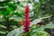 Alpinia purpurata flower, or red ginger, close view in tropical garden