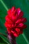 Alpinia purpurata - red ginger