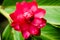 Alpinia purpurata, red ginger