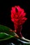 Alpinia purpurata - red ginger