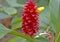 Alpinia purpurata, red ginger, called ostrich plume and pink cone ginger