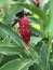 Alpinia purpurata or Red ginger flower.